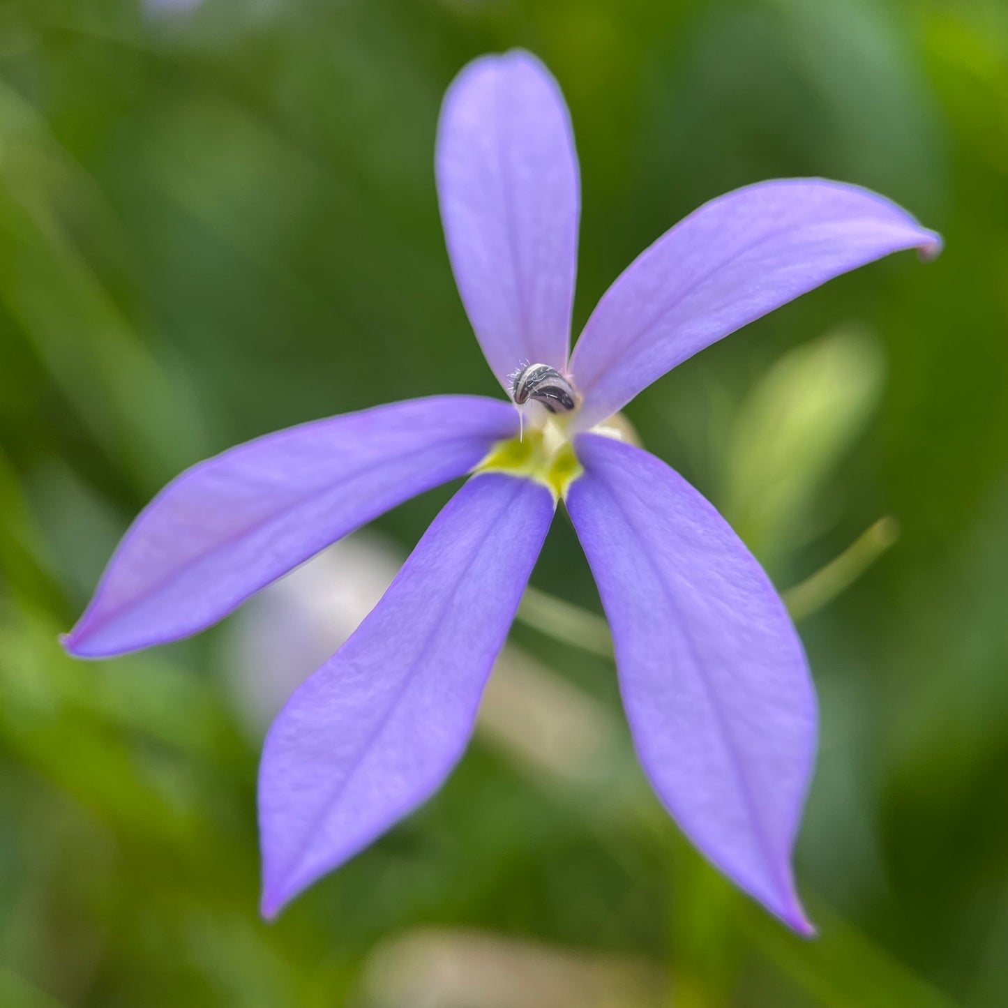 Collier Almé